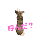 うちの鼻黒わんこ2（個別スタンプ：12）