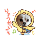 チワワの琥珀（個別スタンプ：11）