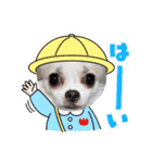 チワワの琥珀（個別スタンプ：13）