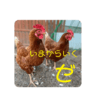 にわにはにわにわとりがいる（個別スタンプ：3）
