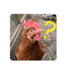 にわにはにわにわとりがいる（個別スタンプ：6）