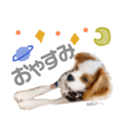 キャバリア✳︎COCO（個別スタンプ：1）