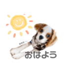 キャバリア✳︎COCO（個別スタンプ：2）