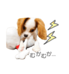 キャバリア✳︎COCO（個別スタンプ：5）