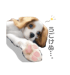 キャバリア✳︎COCO（個別スタンプ：6）