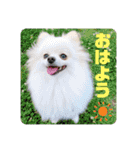ポメラニアンのポコ太（個別スタンプ：1）