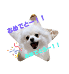 ポメラニアンのポコ太（個別スタンプ：9）