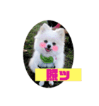 ポメラニアンのポコ太（個別スタンプ：15）