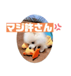 ポメラニアンのポコ太（個別スタンプ：18）