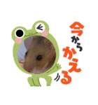 ハムスターのゆーちゃんスタンプ（個別スタンプ：5）