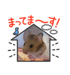 ハムスターのゆーちゃんスタンプ（個別スタンプ：16）