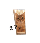 あんこ＆くろすけ（個別スタンプ：21）