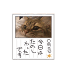 あんこ＆くろすけ（個別スタンプ：36）