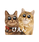 あんこ＆くろすけ（個別スタンプ：37）