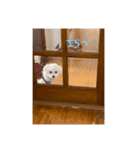 マルチーズのココちゃんa（個別スタンプ：3）