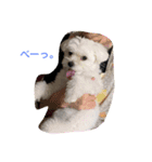 マルチーズのココちゃんa（個別スタンプ：4）