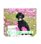 ポポんち（個別スタンプ：4）