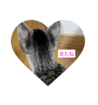 愛猫❤ラムネの1日     第3弾❣️（個別スタンプ：4）