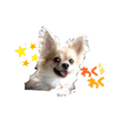 変犬ココちゃん（個別スタンプ：1）