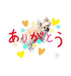 変犬ココちゃん（個別スタンプ：3）