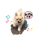 変犬ココちゃん（個別スタンプ：4）