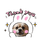 変犬ココちゃん（個別スタンプ：7）