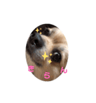 変犬ココちゃん（個別スタンプ：9）