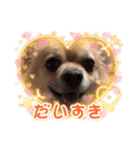 変犬ココちゃん（個別スタンプ：10）