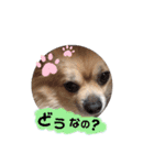 変犬ココちゃん（個別スタンプ：12）