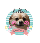 変犬ココちゃん（個別スタンプ：16）