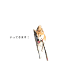 柴犬りょうた④（個別スタンプ：1）