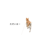 柴犬りょうた④（個別スタンプ：2）