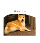 柴犬りょうた④（個別スタンプ：3）
