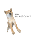 柴犬りょうた④（個別スタンプ：4）