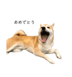 柴犬りょうた④（個別スタンプ：7）