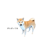 柴犬りょうた④（個別スタンプ：8）