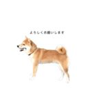 柴犬りょうた④（個別スタンプ：9）