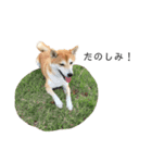 柴犬りょうた④（個別スタンプ：12）