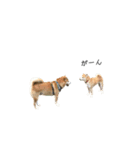 柴犬りょうた④（個別スタンプ：14）
