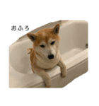 柴犬りょうた④（個別スタンプ：16）