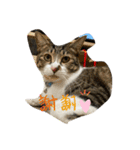 可愛い猫ども（個別スタンプ：4）