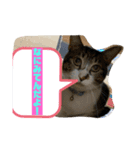 可愛い猫ども（個別スタンプ：5）