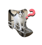 可愛い猫ども（個別スタンプ：6）