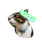 可愛い猫ども（個別スタンプ：7）
