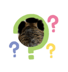 可愛い猫ども（個別スタンプ：8）