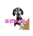 チョコちゃん★スタンプ（個別スタンプ：3）