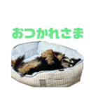 チョコちゃん★スタンプ（個別スタンプ：11）