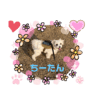 ❤️マルチーズめりる❤️2021②（個別スタンプ：1）