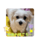 ❤️マルチーズめりる❤️2021②（個別スタンプ：2）