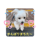 ❤️マルチーズめりる❤️2021②（個別スタンプ：3）
